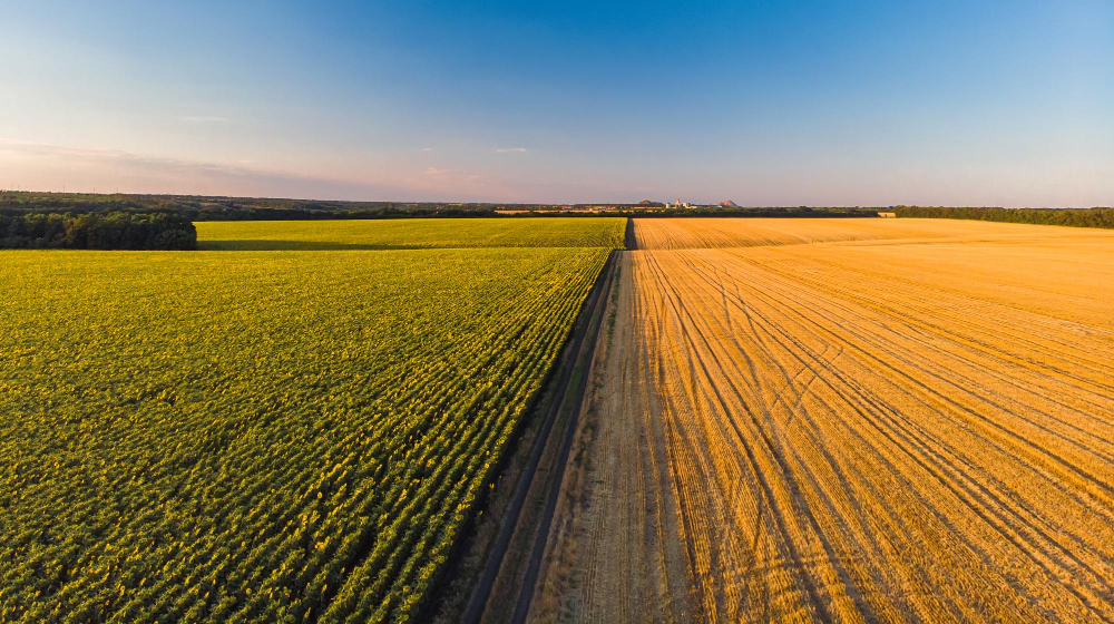 Najpopularniejsze zwierzęta hodowlane na Śląsku